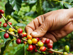 Quali sono i principali paesi produttori di caffè?