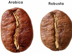 Caffè Arabica e Robusta: le differenze